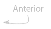 Anterior